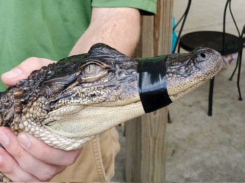 nibbles1956's tweet image. Democrats requesting all alligators have their mouth taped to exercise their fifth amendment rights