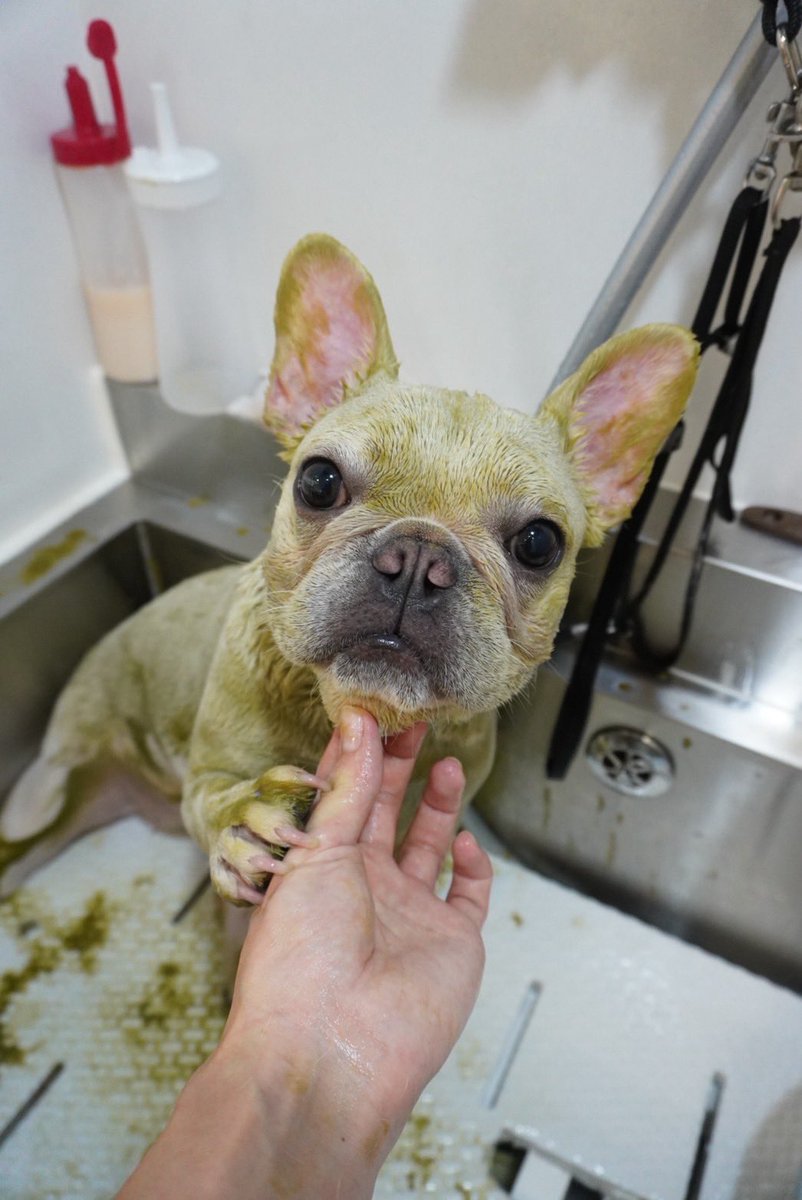 フレブル - Search / X