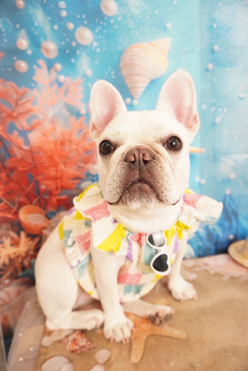 くるみ　100DaysSavingChallenge　フレブル くるみ 100DaysSavingChallenge フレブル ハム｜1歳のフレブル