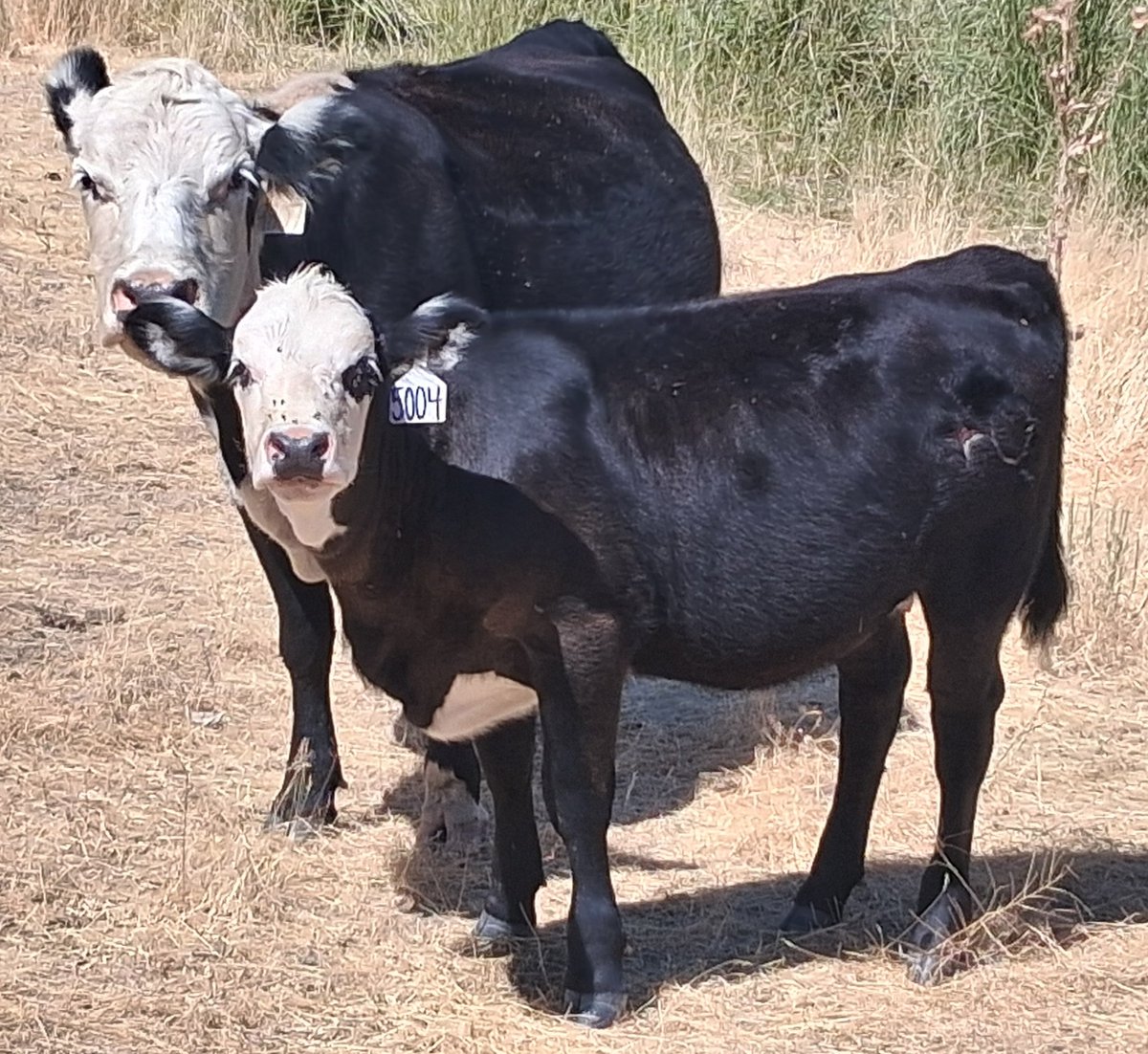 TheDailyCowman's tweet image. If this April heifer calf was any sexier she would have her own onlyfans account
Already at 50% of mommas body weight and you see what they are both getting to eat
You don't build this kind by chance