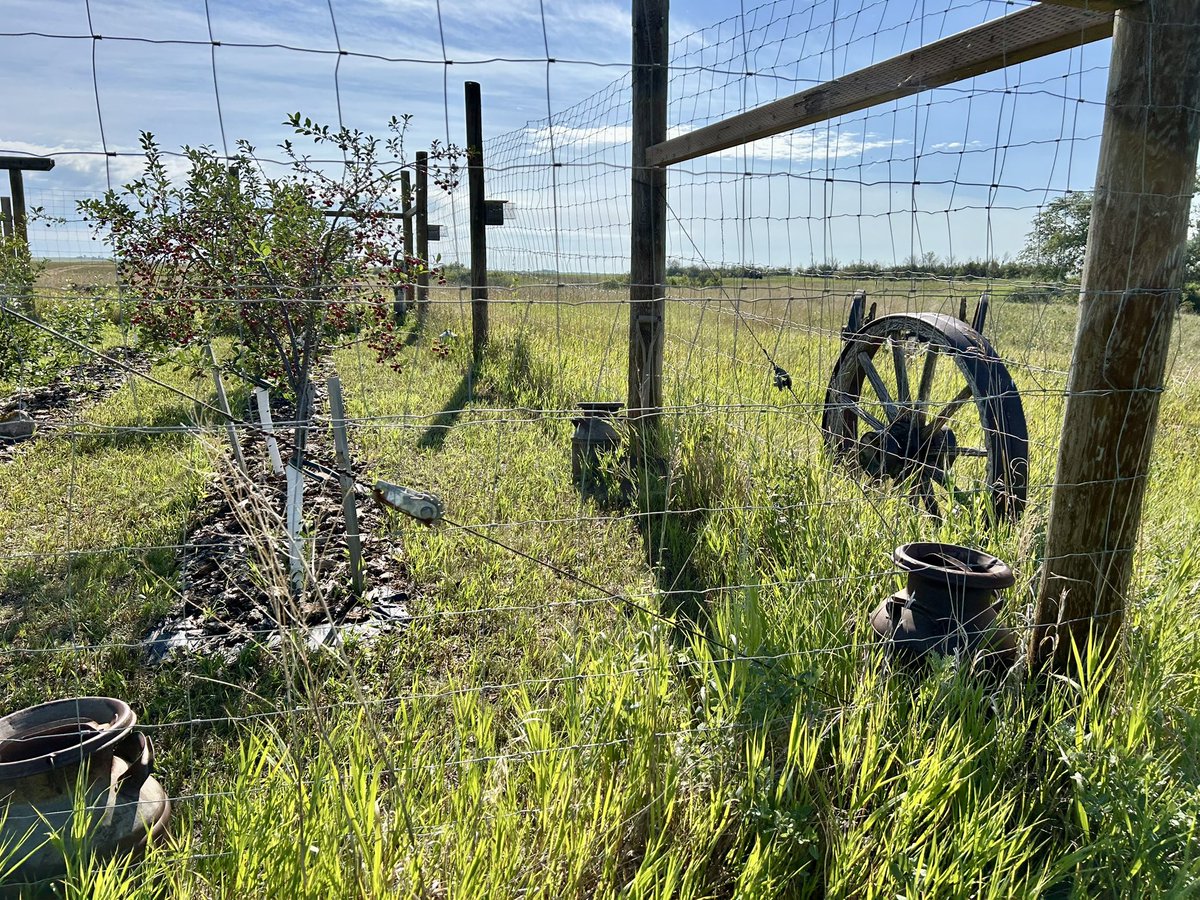 Our little prairie orchard was looking pretty good on my morning run, after a decent rain last night. 

The 🍎 are coming on.

The 🍒 are ripe and mostly harvested. 

The haskaps were great but are done now.

The 🍇 aren’t very productive this year but the vines are healthy.