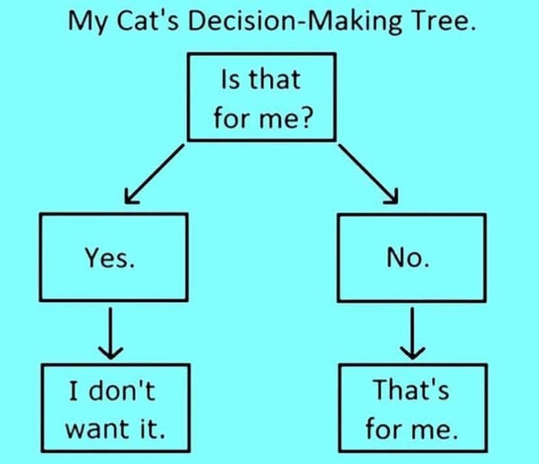 DaddyisBest's tweet image. Kitty logic...