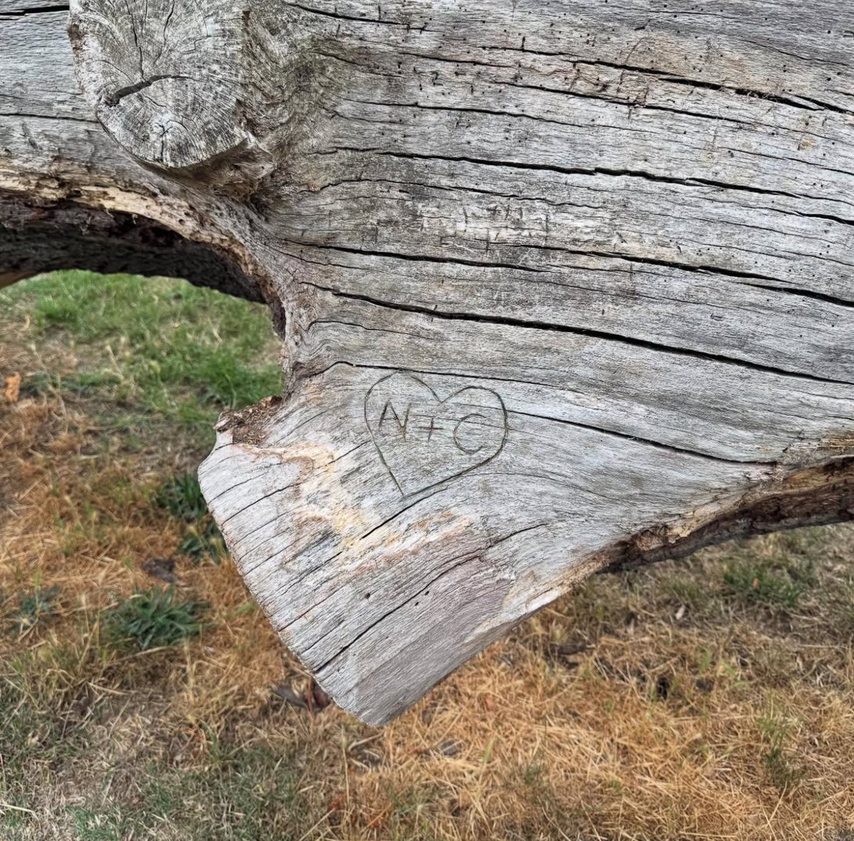springsconverse's tweet image. gay ppl everywhere are sobbing over a tree
