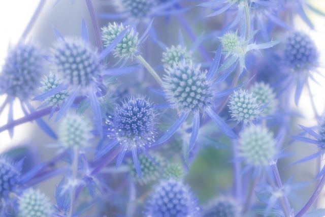 ALBION_JP's tweet image. おはようございます。
今日の誕生花は「エリンジューム」、花言葉は「秘密の恋」です。
光沢感のある鮮やかなブルーの花姿で、ドライフラワーとしても人気!
秘密を守っているかのように、花や葉に棘があることから花言葉がつけられたそうですよ🤫
#誕生花 #花言葉 #誕生日