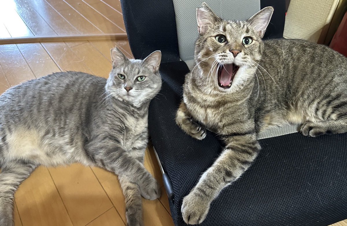 CAPCOM_MH's tweet image. 朝から猫成分置いときますね
#猫のいる暮らし𓏲𓎨 
#生麦ブラザーズ