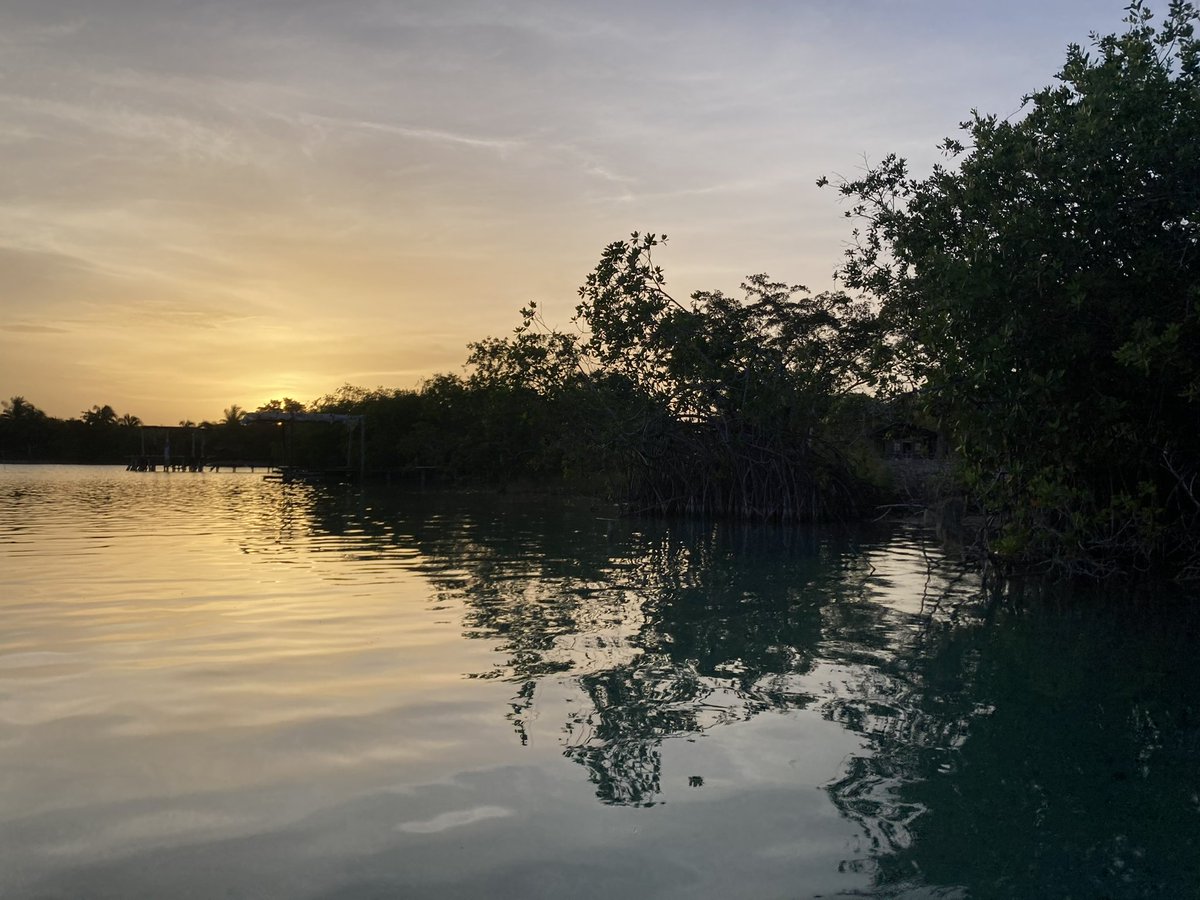 Feliz día del manglar internacional 💫💚🙏🏼

Happy Intl Mangrove Day🌱

Mangroves are the unsung heroes of the coastline providing nurseries for thousands of marine species🐠

We honor their magic &amp; fight for their survival.

Drop one fun fact U know about mangroves! <a href="/thetreegens/">Treegens🌳$TGN TreeGE July</a>