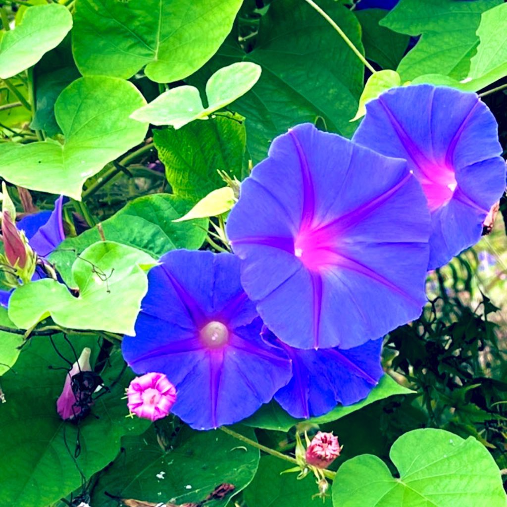 R_temarin's tweet image. おはようございます(*^^*)

夏が苦手な私は💧
もうバテバテですぅ
_( _ *`ω､)_ *ﾟ

こんな状態ですが･-･꧞
今週もよろしくお願いします(*^^*ゞ

佳き一週間でありますように💖🕊️
