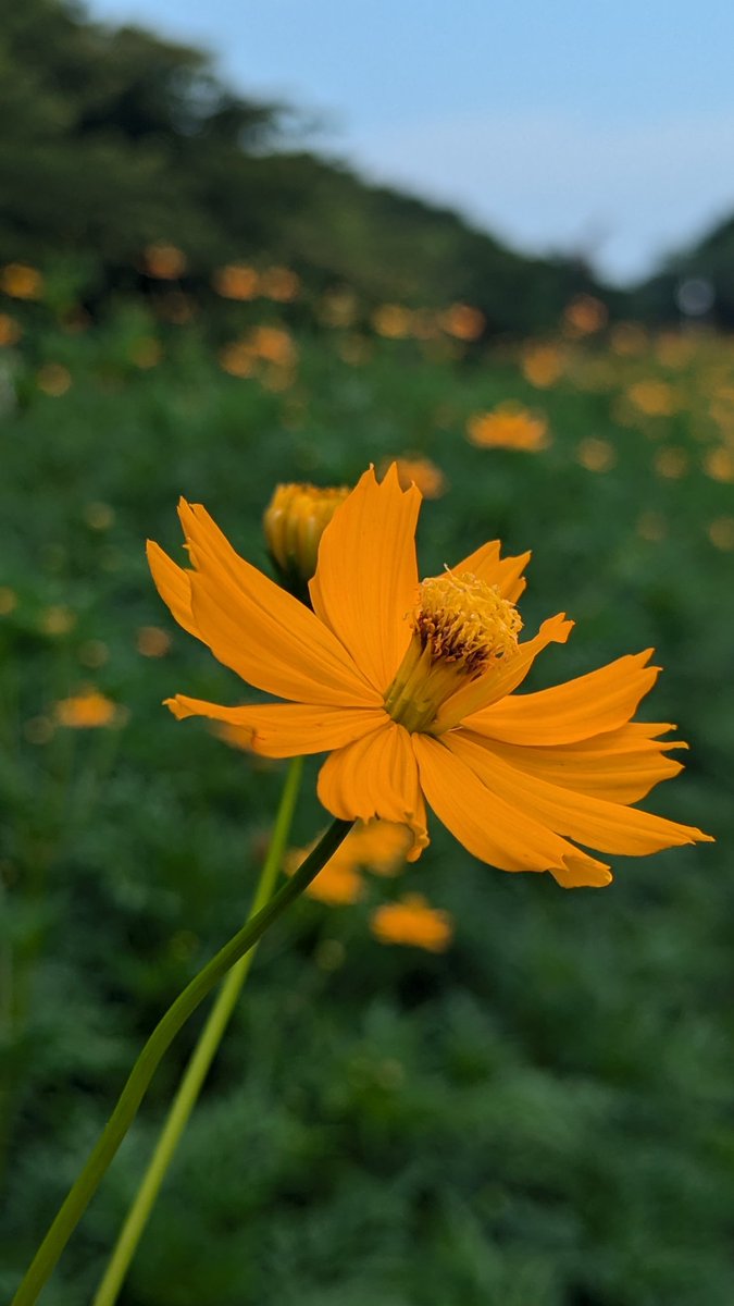 Ekh5Y55rvYFHbgc's tweet image. 涼しい朝に、花を見ていたら果てまで歩いてしまいました🤭

#キバナコスモス