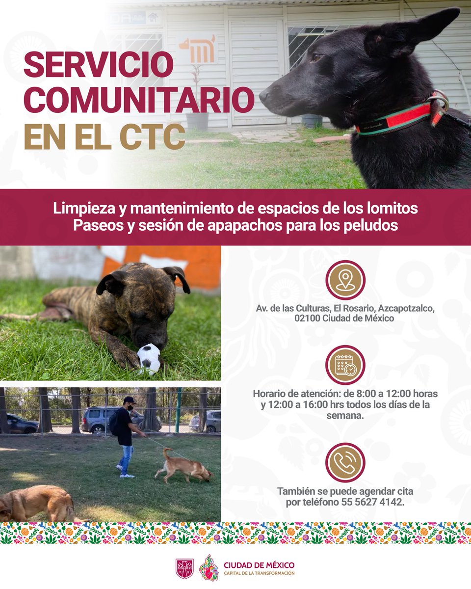 Te recordamos que en caso de contar con alguna multa de tránsito en la Ciudad de México, puedes saldarla con trabajo comunitario en el Centro de Transferencia Canina del @Metrocdmx.

Puedes ayudar a las y los lomitos que están en espera de un hogar, mientras contribuyes con tu