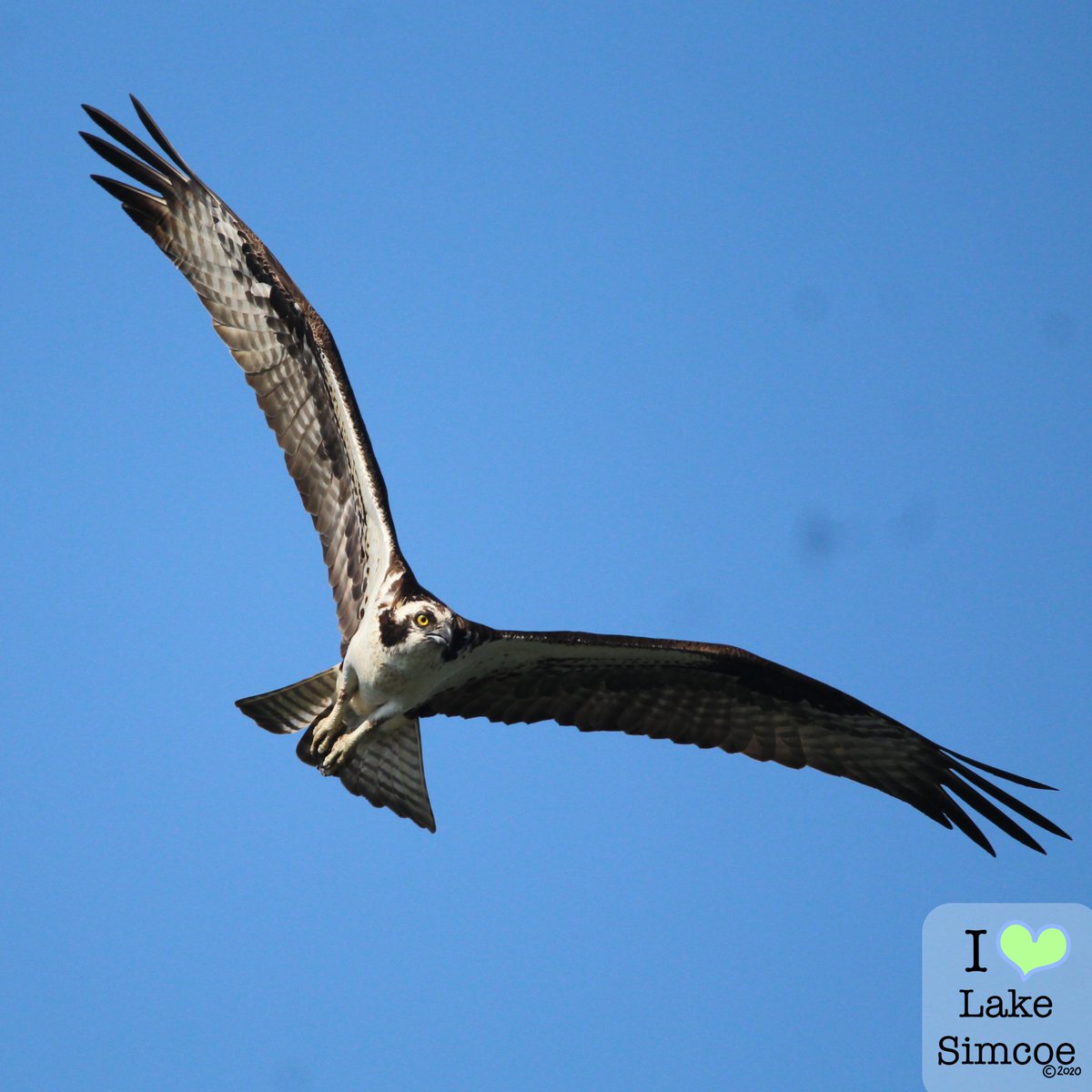 It was great to spot an Osprey hunting on #LakeSimcoe as these birds rely on fish in their habitat. 🌊

Look at the bird's eyes trying to find some food. 🐟

#LakesAppreciationMonth