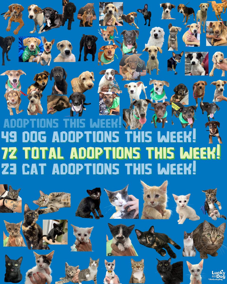 Lucky Dog (@dcluckydog) on Twitter photo Thank you all for an amazing week of adoptions! We had SEVENTY-TWO animals adopted this week!! Forty at this weekend's <a href="/PetSmartChariTs/">PetSmart Charities®</a> #NationalAdoptionWeek adoption events - thank you to everyone that came out & faced the heat&storms to get these amazing animals forever homes. Thank you all for an amazing week of adoptions! We had SEVENTY-TWO animals adopted this week!! Forty at this weekend's <a href="/PetSmartChariTs/">PetSmart Charities®</a> #NationalAdoptionWeek adoption events - thank you to everyone that came out & faced the heat&storms to get these amazing animals forever homes.