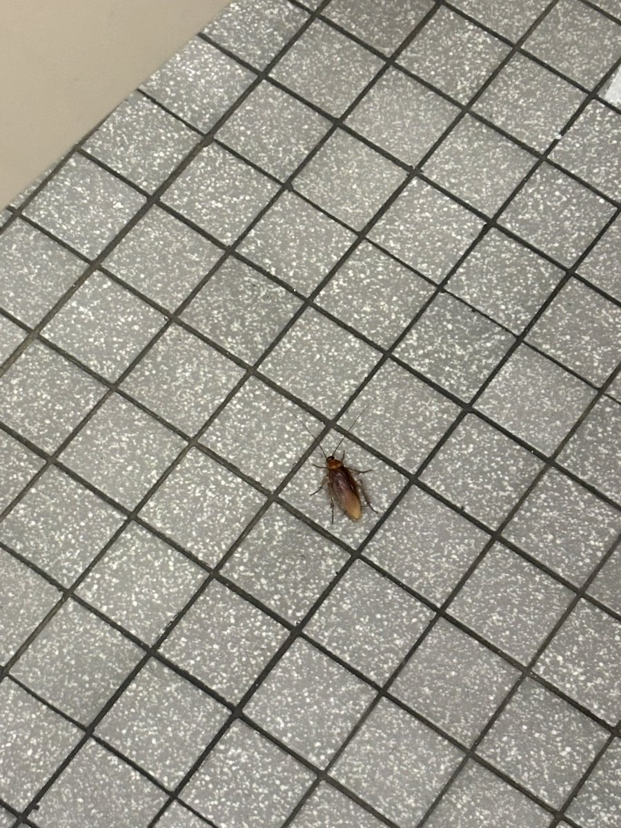 ponilulu's tweet image. this big ass cockroach in the bathroom when i wanted to shit😭pics dont do justice to how big this guy is hes kinda cute tho