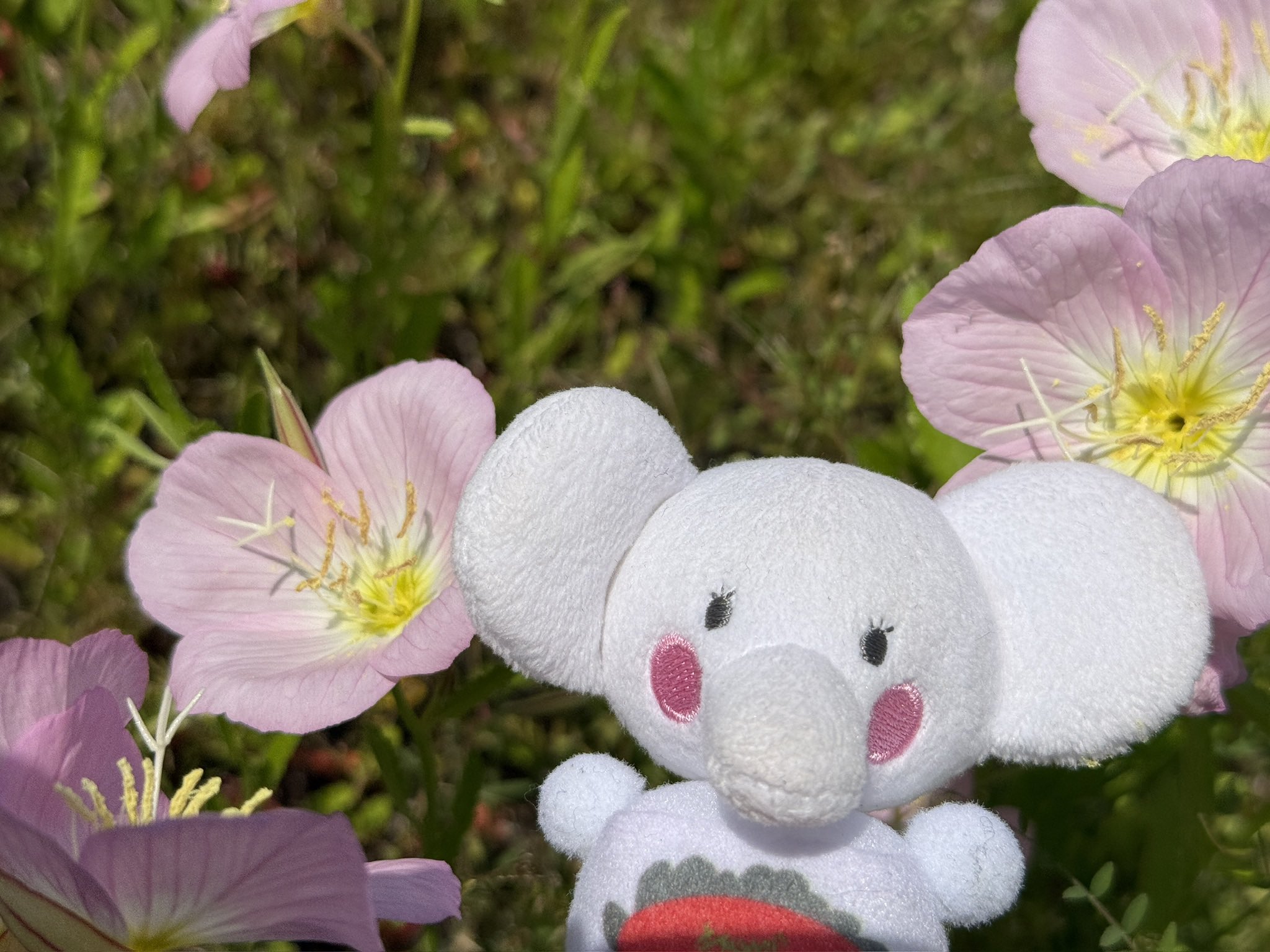 🐘はなこ🐘|大阪といえば【ハクゾウメディカル公式】 on X: 