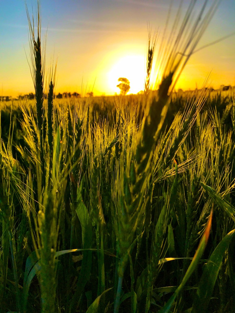 🌱 Inputs of the Future: Fertilisers of the Future

GrainGrowers’ Inputs of the Future series kicked off with a deep dive into the “Big Three” fertilisers; Nitrogen, Phosphorus, and Potassium, and the technologies that could reshape their future in Australia.

🔍 Key Insights: