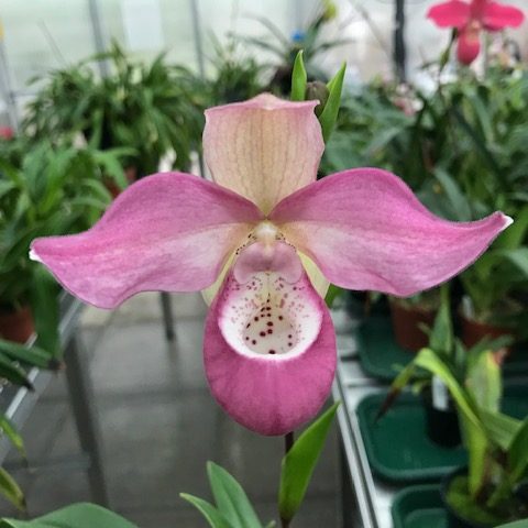 ConfidentialUn's tweet image. Phragmipedium Ecuagenera Dream

#orchids #plants
