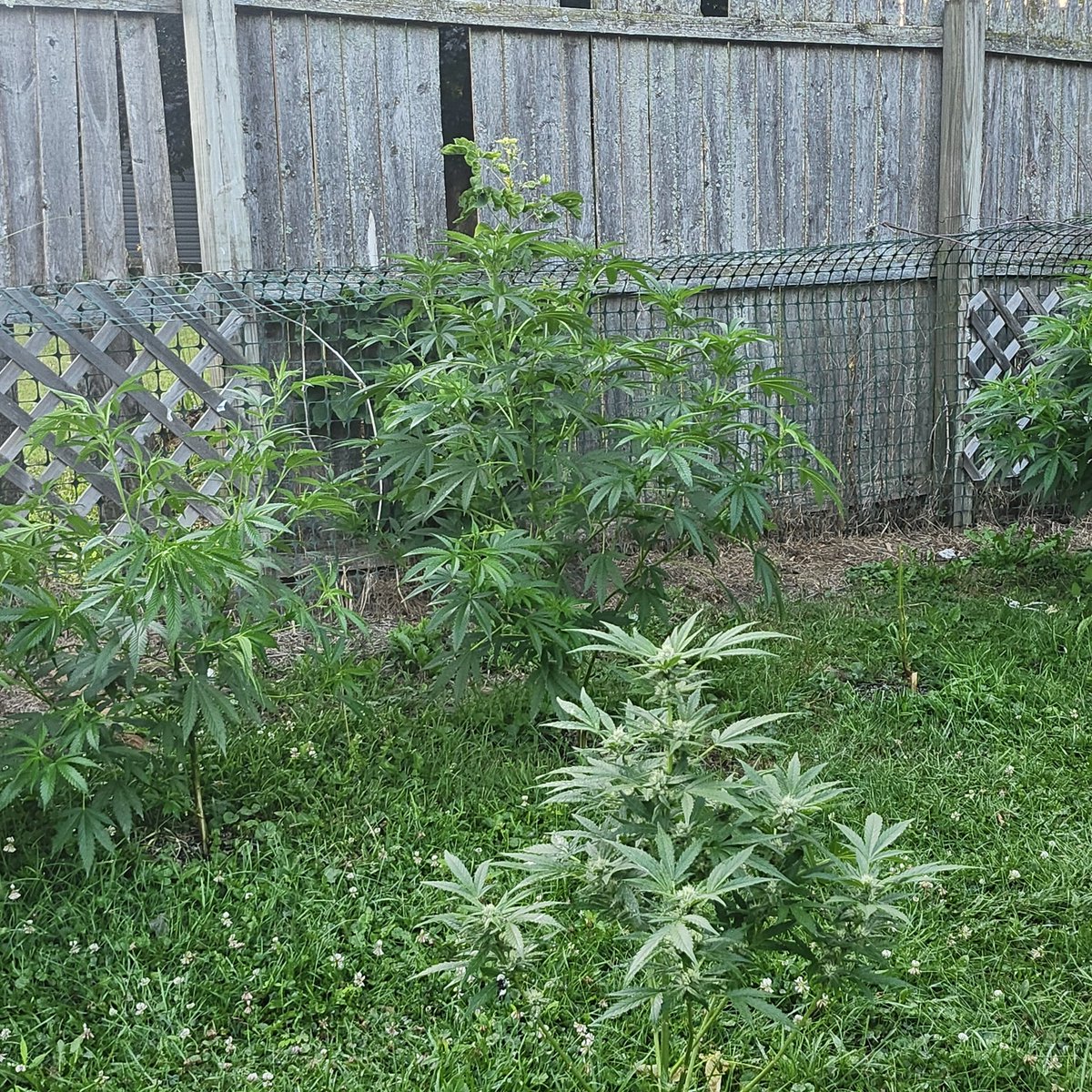 SmSammoore46's tweet photo. @WeedVet 
A few of my lovely ladies https://t.co/xWBTYIoRHr