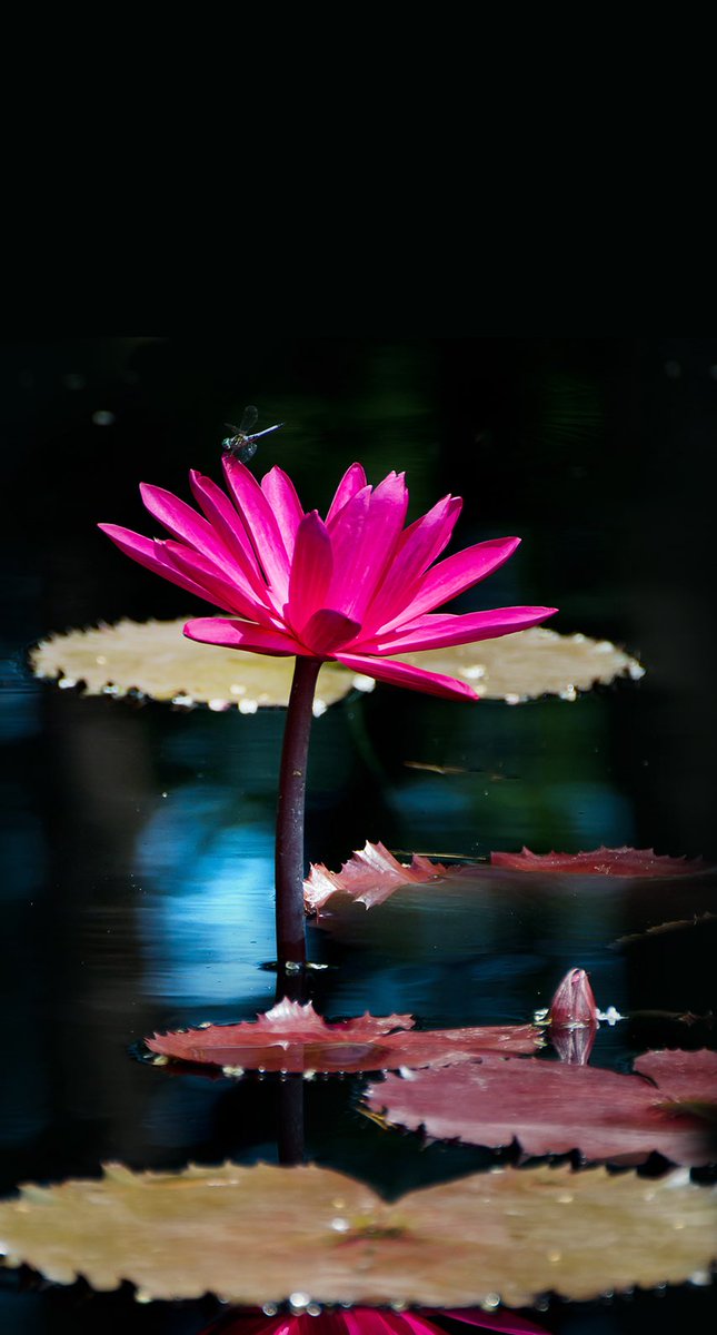 .

اللهم إنا نحمدك سراً وجهراً، ونشكرك محبة وإختياراً، فلك الحمد إذ ألهمتنا من الخطأ إستغفاراً، اللهم أرزقنا برحمتك الجنة وأحجب عنا بعفوك النار..

#صباح_الخير 

.