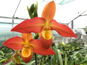 ConfidentialUn's tweet image. Phragmipedium Don Wimber ‘Remembrance’

#orchids #plants