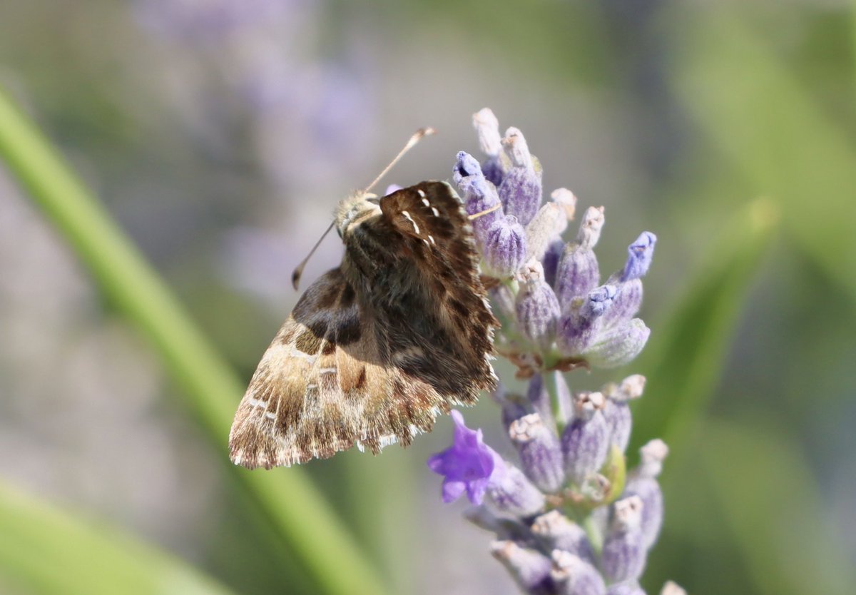 Prachtige vlinders gespot op onze vakantieplek in Italië #Marche 

#knoopkruidparelmoervlinder
#tijgerblauwtje
#argusvlinder
#kaasjeskruiddikkopje

Ondertussen is er thuis gelukkig ook weer voldoende te zien. Wordt vervolgd 🦋🦋
