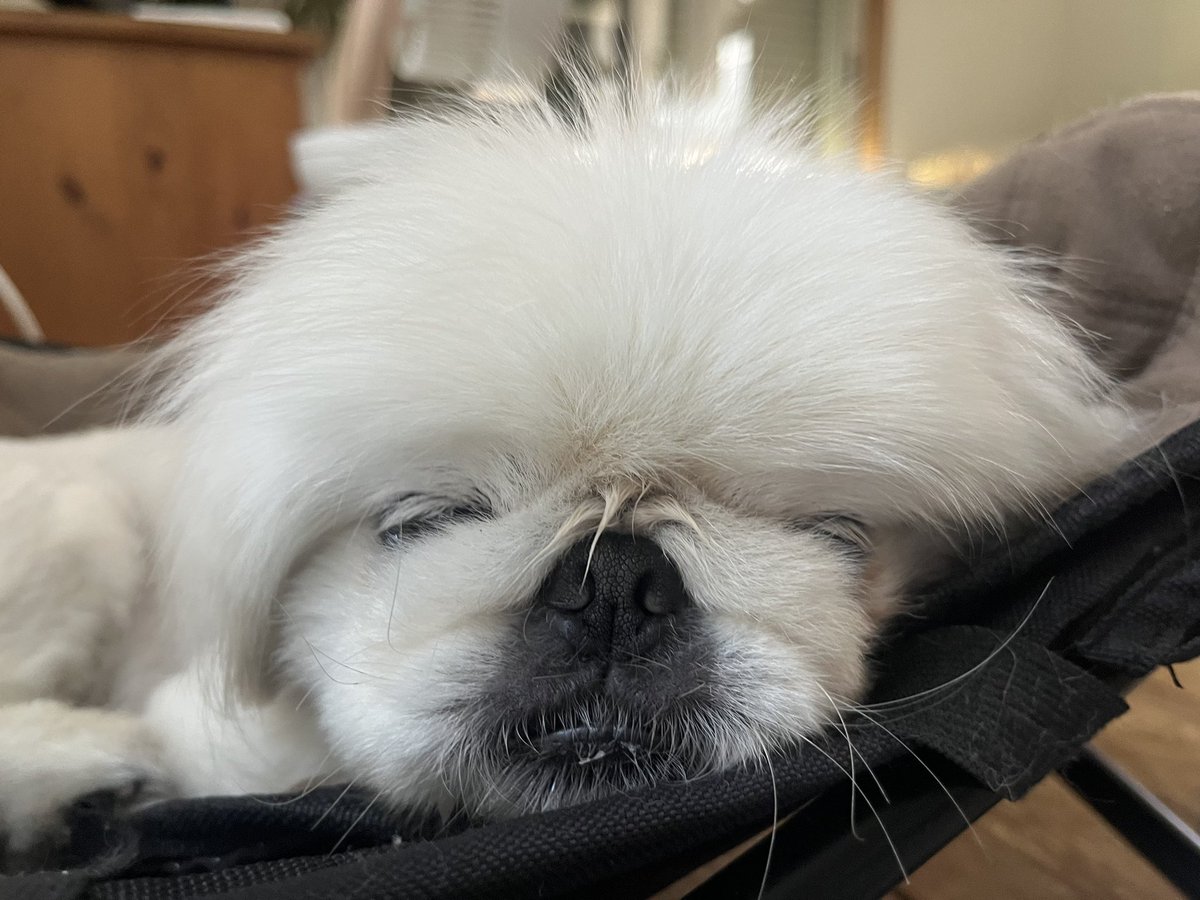 inuparty_'s tweet image. 突き刺さっとるよ トゲピーちゃんやね