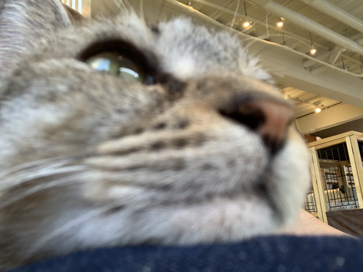 みんなおはようございますで猫ちゃんの画像載せてるので僕も便乗する(๑╹ω╹๑ )