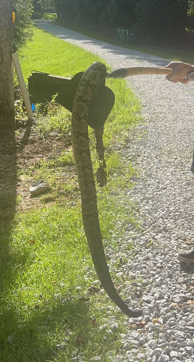 My SIL got a big one today, at the end of their driveway.