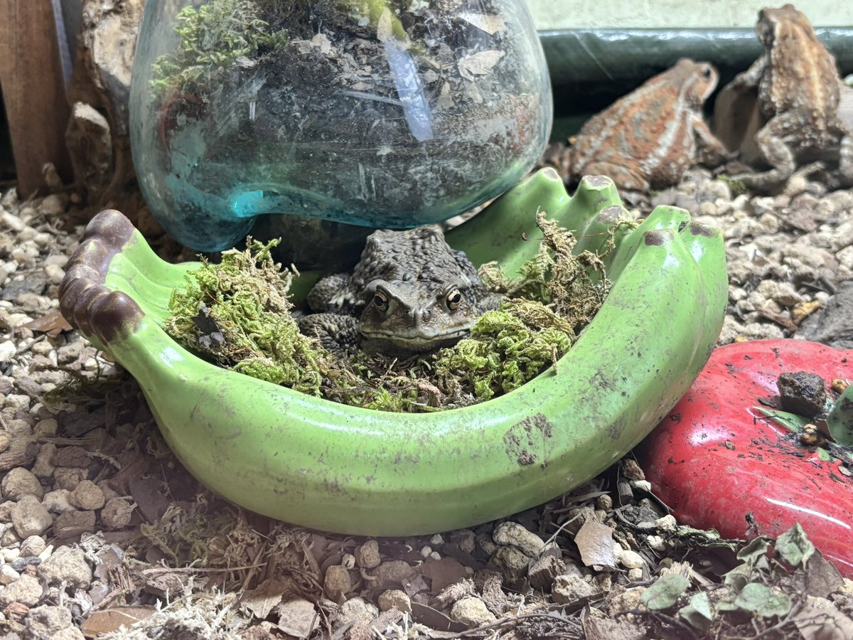 Bombina0's tweet image. おはよう🌞
サラダ🥗なんだね
