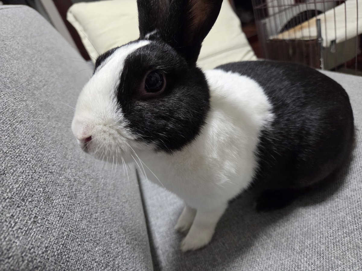 *  　バンビと　たわむれるウサギ  　* Amazon.co.jp: Bunby 私のリアルなウサギのおもちゃ
