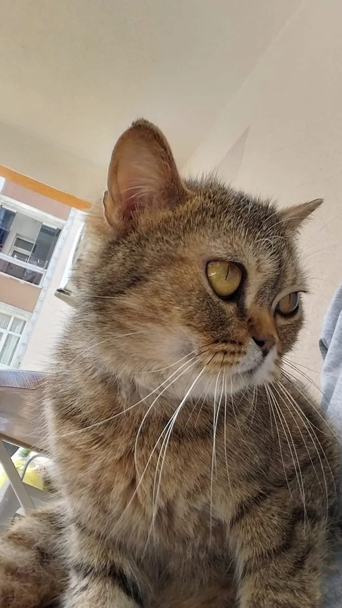 GÜNGÖREN’de bulunmuş

Sahibi yoksa da ACİL geçici kalıcı yuva arıyor ‼️📣

‘Güngören’de bulundu bulan kişinin evi çok kalabalık ve kısır olmayan erkek kedisi var bu kediye rahat vermiyormuş çok fazla tutamam diyor çip yok atıldı mı kayıp mı bilemiyoruz yuva arıyoruz’