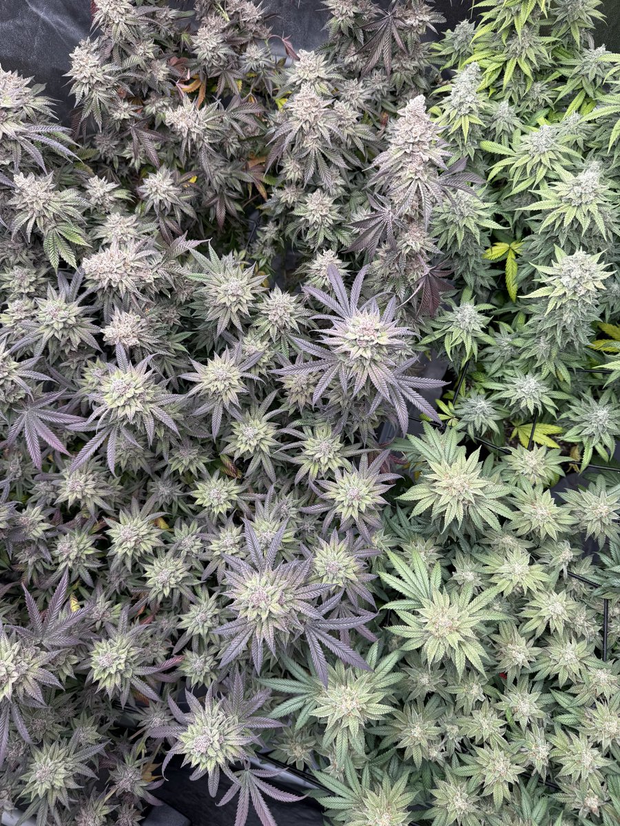 SendNutes's tweet image. GYO!