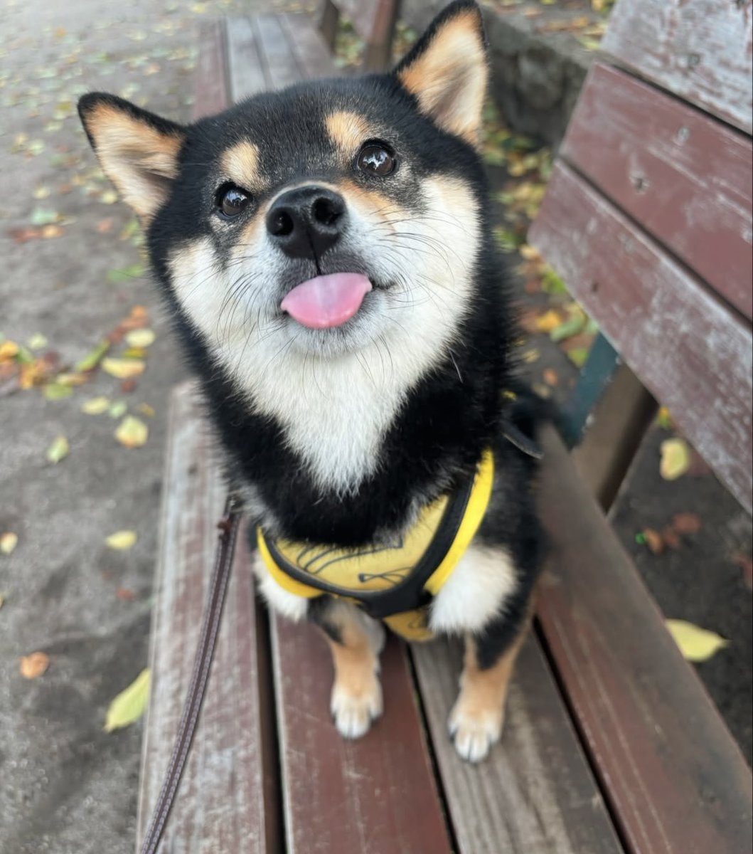 solmemed's tweet image. Do you know what a mameshiba is? @Kotanosuke_sol 

It’s not quite a bean… not quite a dog… 

it’s a bean-dog hybrid that randomly pops up with weird trivia facts. 🫘🐶

Welcome to peak Japan doggos 🇯🇵.