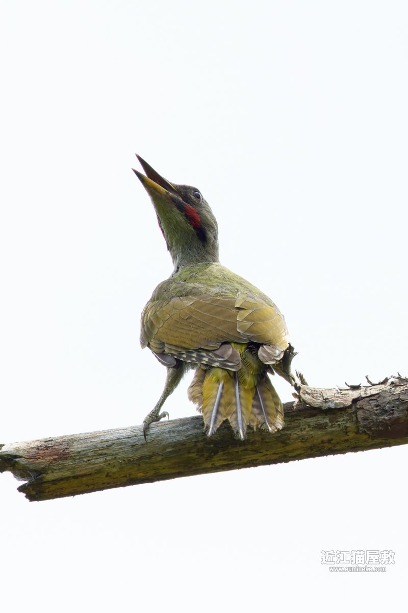 カメのようなアオゲラ幼鳥🐢 #野鳥観察 #野鳥撮影 oumineko.com/archives/35991