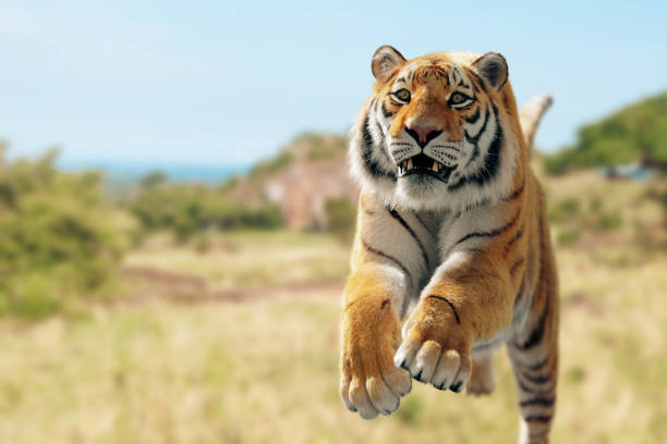 rollingtaro's tweet image. 皆様おはとらほーございます
🐯🐯
昨夜は甲子園に参戦‼️
相手エラーにも助けられ
快勝快勝🤣
遥人君も今季初勝利‼️
これからガンガン
勝ってくださいね‼️
貯金もついに20🤣
とにかく連敗せず
ケガなくお願いします‼️
今週もよろしくです‼️