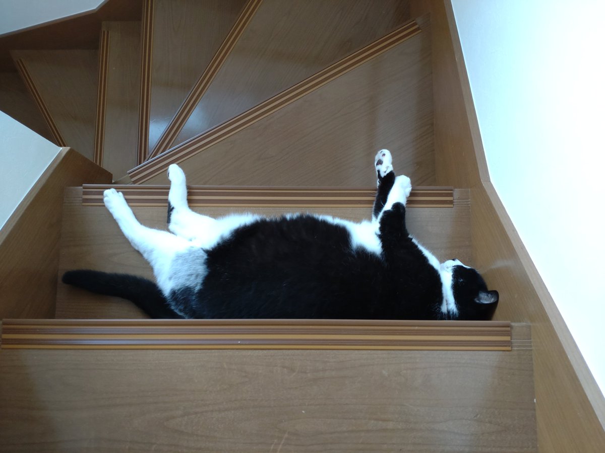 tommy_feast's tweet image. #ねこ落ち選手権

足元注意🐾
