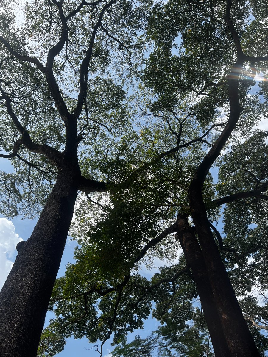 Sunlight_Press's tweet image. It's a new week with a new batch of photography coming your way Monday through Friday! Today's image of trees and light is by Qudus Olowo.
bit.ly/3J6gZzN