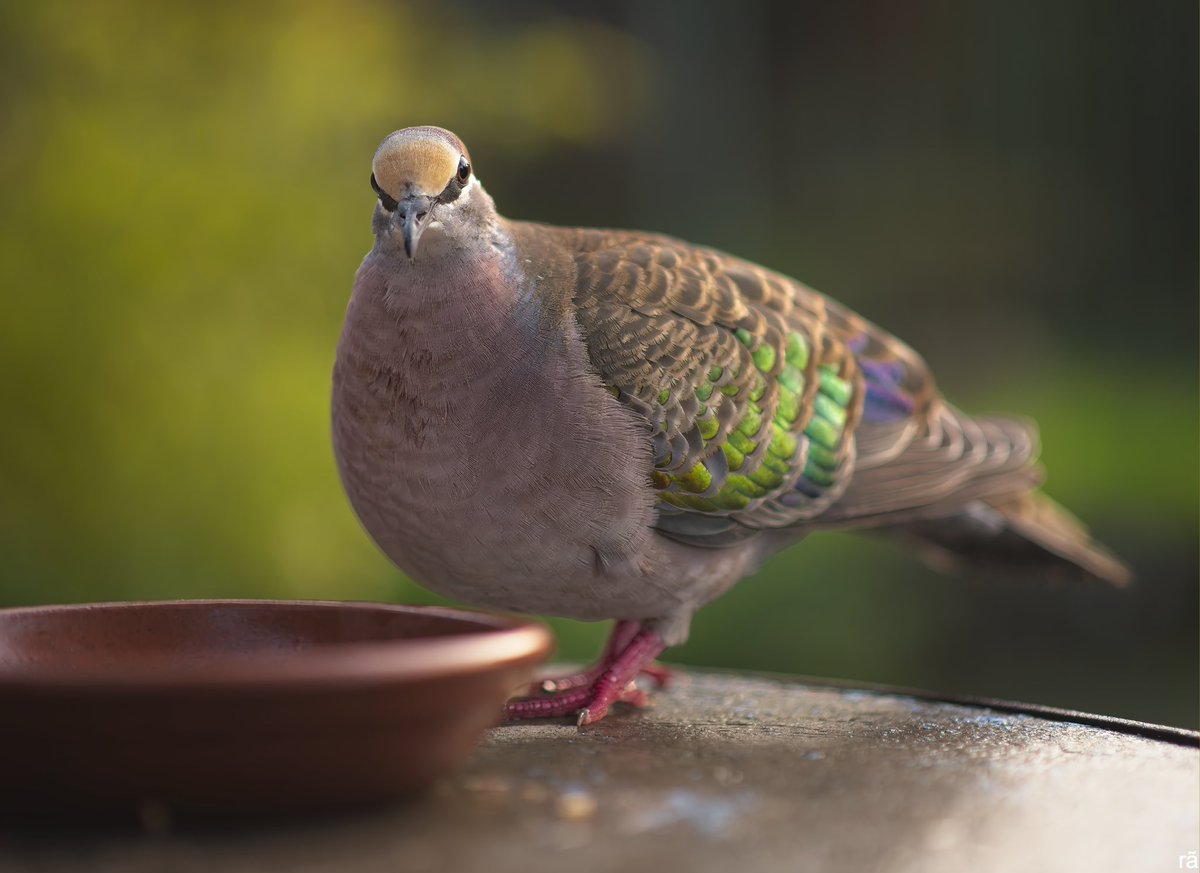 AugustoCos1's tweet image. Monday, cold morning, 3c. Male Bronzewing.