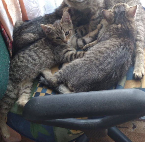 Pustelnik5's tweet image. Ojciec, a jakie ty masz największe marzenie w życiu?
- Oj kocie, mam takie jedno marzenie, takie malutkie.
Jakie to marzenie?
- Chciałbym być w czyimś sercu tak bez hałasu, to moje największe marzenie, i pragnienie mojej cichej duszy.