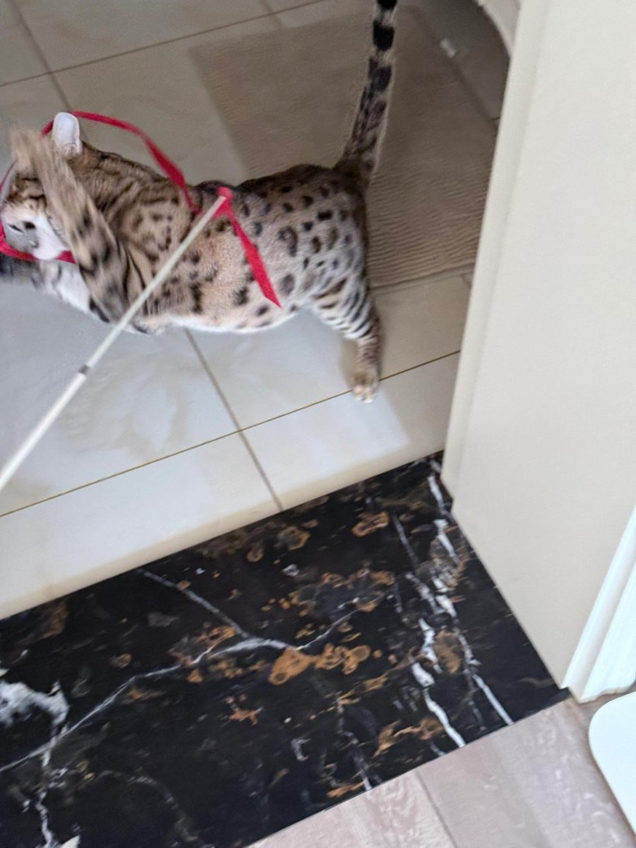 Chariya1a's tweet image. My cat is not just a pet,  he is a piece of my heart🫰