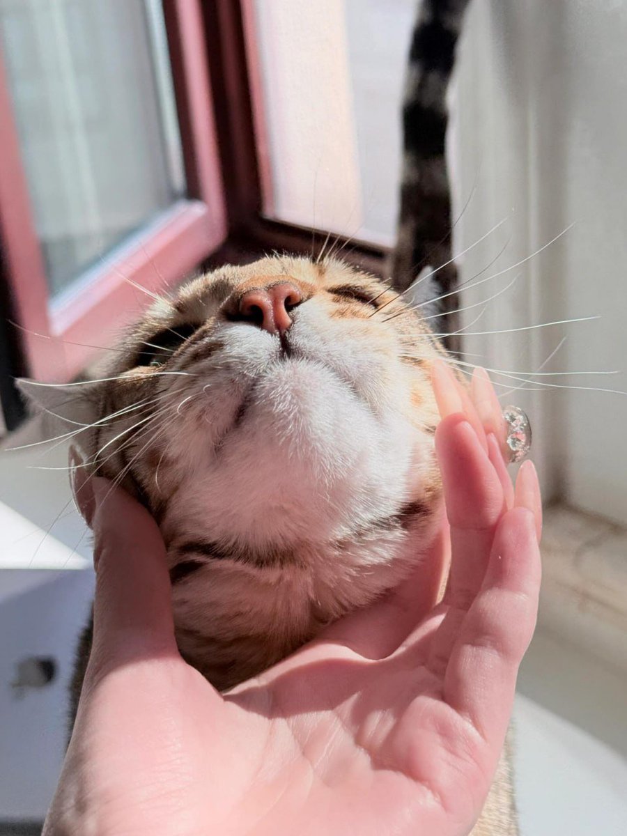 Chariya1a's tweet image. My cat is not just a pet,  he is a piece of my heart🫰