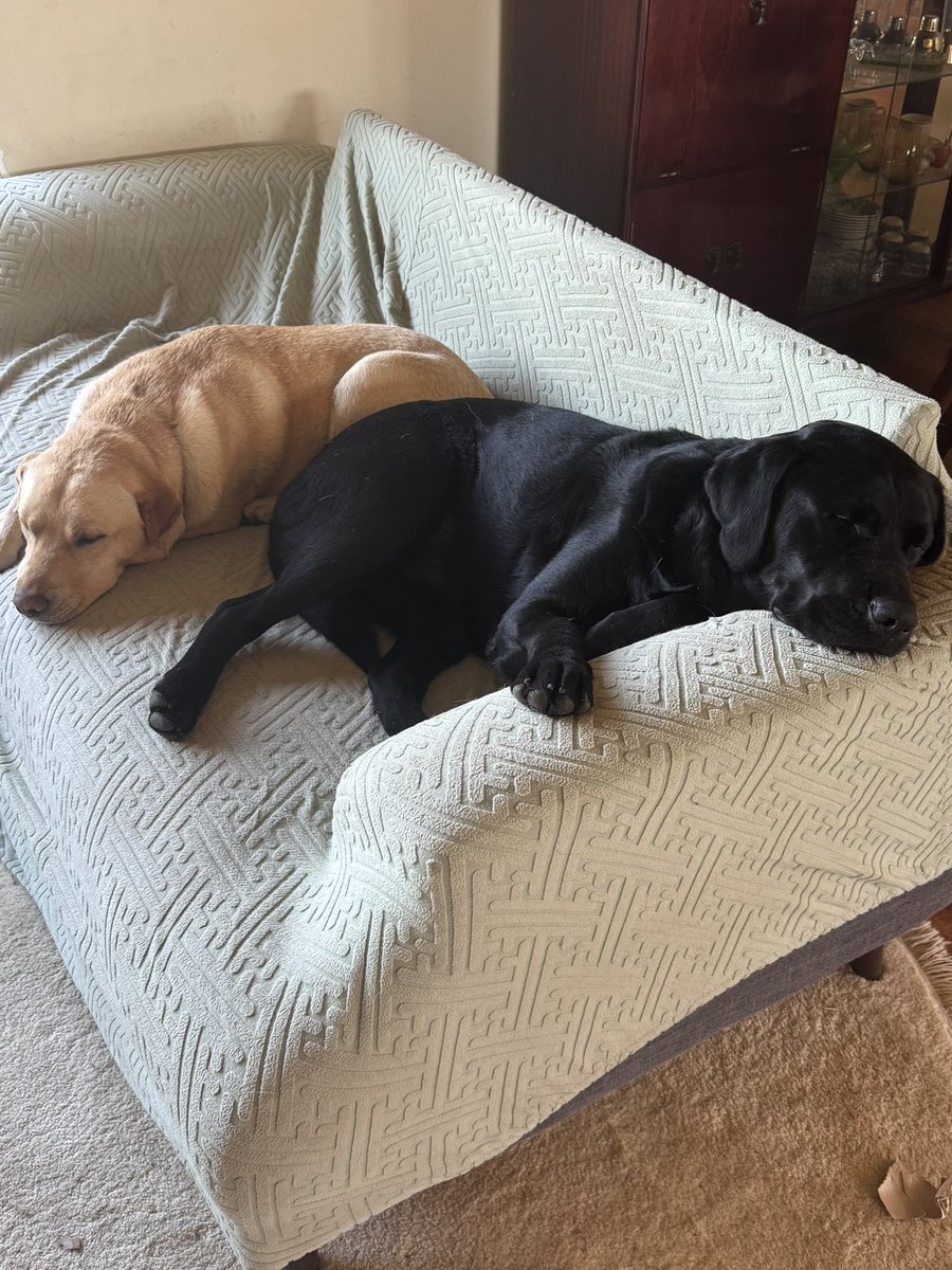 HdizzyDizzle's tweet image. Been working away all morning and these guys are just taking the piss. Having a sleep when they’ve barked at a tractor and played with each other.