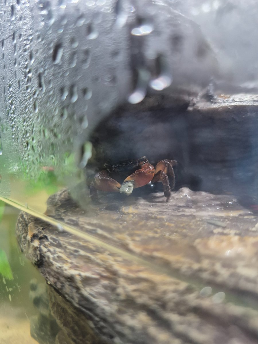 Bean with his algae wafer.