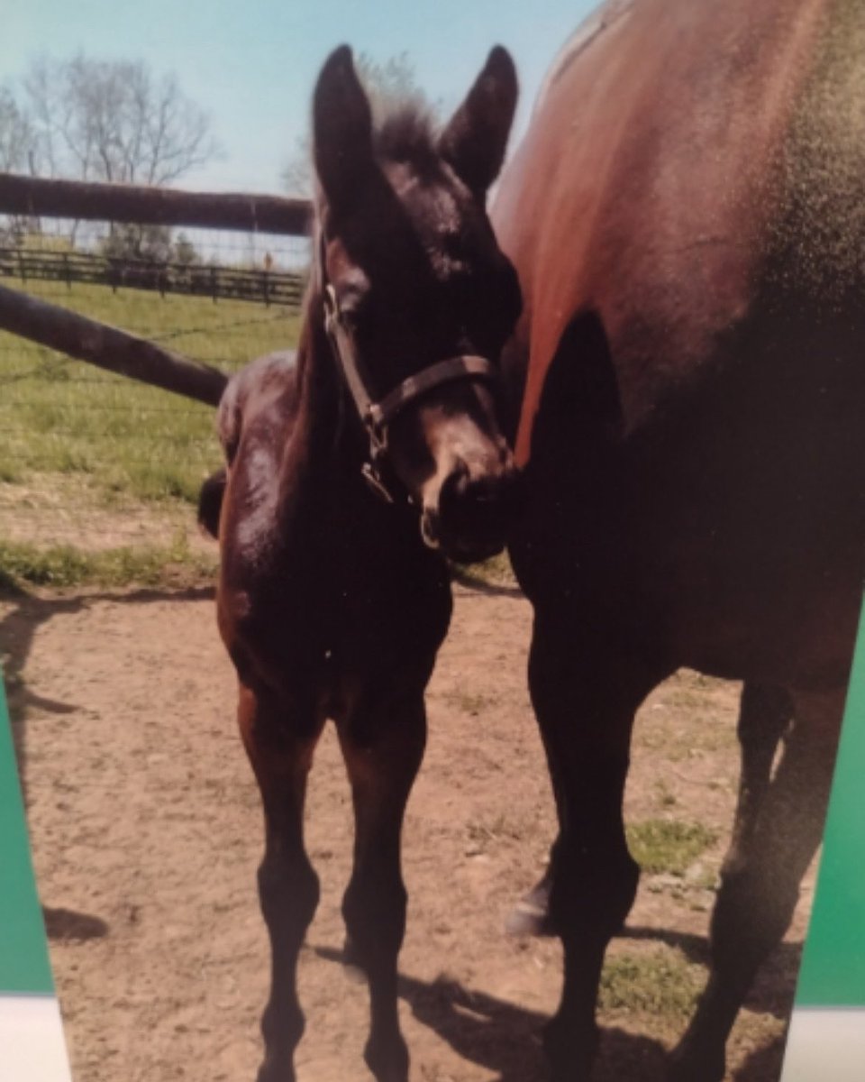 Elissa Blowe (@elissawhoa) on Twitter photo This little boy grew up to win a 2YO MSW today <a href="/WoodbineTB/">Woodbine Racetrack</a>
Our thanks for Nathan Squires and his entire team for all their hard work and jockey Jose Campos for an amazing ride! #homebred #imawinner #AscotThoroughbreds #connect #kentuckyfoal This little boy grew up to win a 2YO MSW today <a href="/WoodbineTB/">Woodbine Racetrack</a>
Our thanks for Nathan Squires and his entire team for all their hard work and jockey Jose Campos for an amazing ride! #homebred #imawinner #AscotThoroughbreds #connect #kentuckyfoal