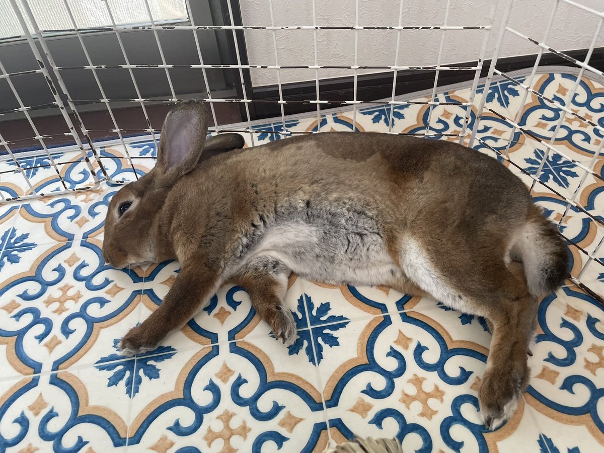 足がフライドチキンみたいで美味しそうで可愛い❤️❤️🍗