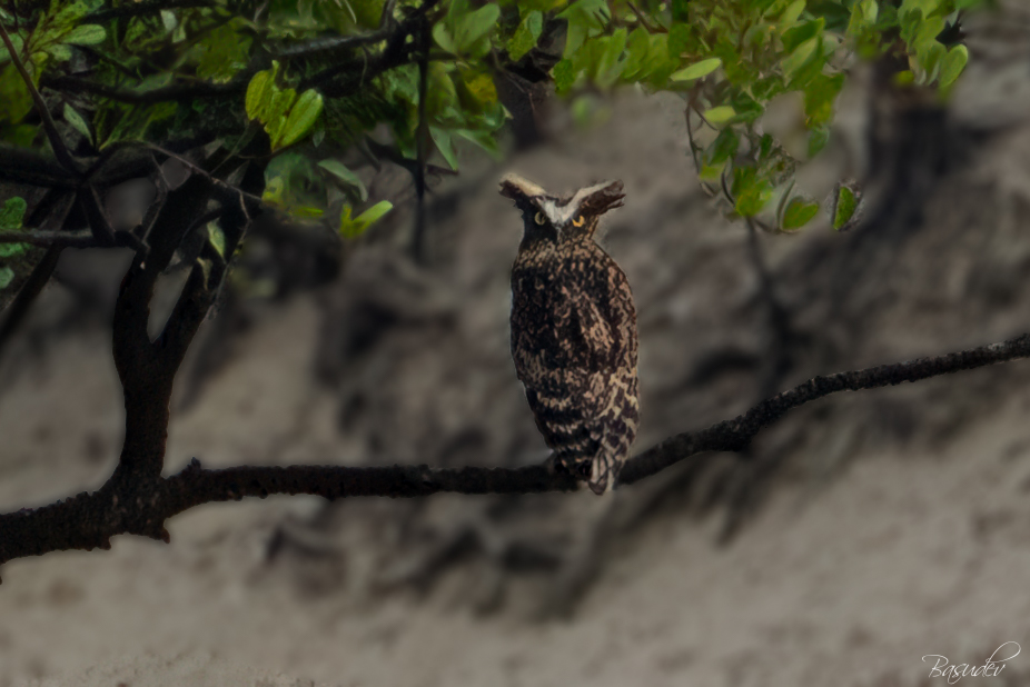Buffy fish owl .............@ Sundarbans       
#IndiAves #BBCWildlifePOTD #ThePhotoHour #natgeoindia #wildlifephotography #SonyAlpha #BirdsSeenIn2025