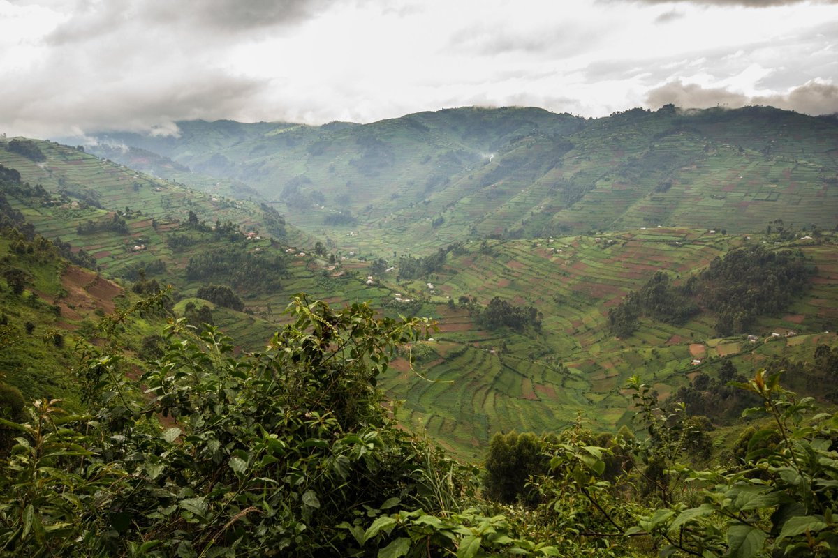 Hike through Bwindi's stunning landscapes! From misty mountaintops to hidden waterfalls, every turn is a new discovery. Ready for an adventure? Plan your trek at bwindiforestnationalparkuganda.com   #bwindiimpenetrablepark
#bwindinationalpark
#bwindipark