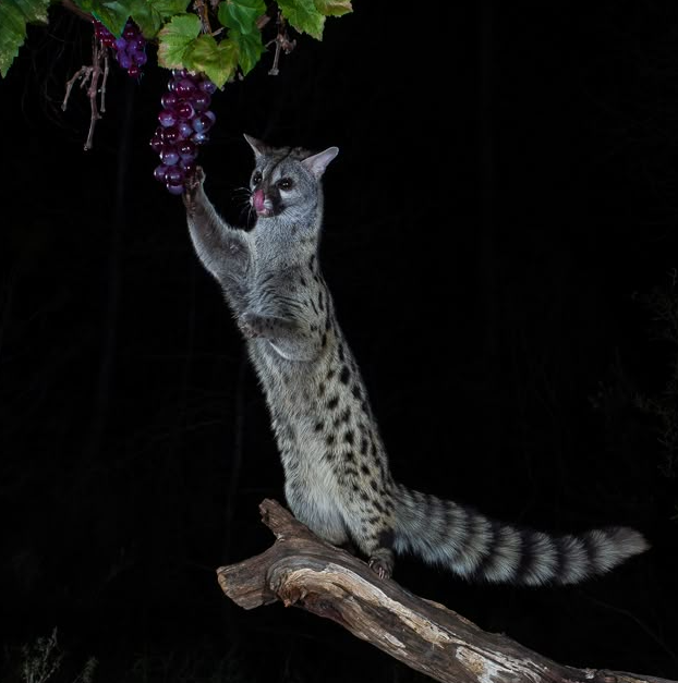 Alexander's Cartographer tweet media