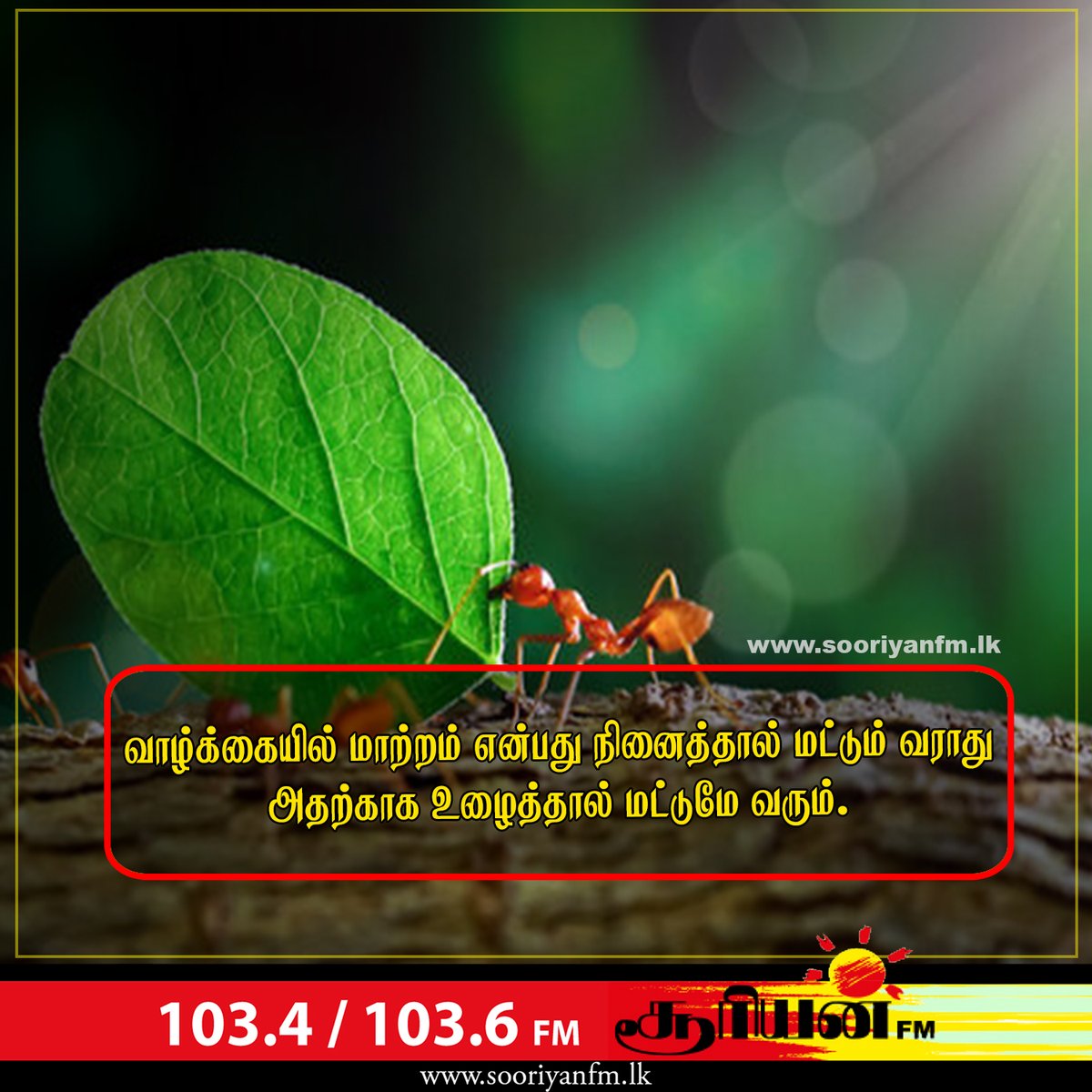 SooriyanFMlk's tweet image. #SooriyanFM | #MotivationalQuote | #haveaniceday