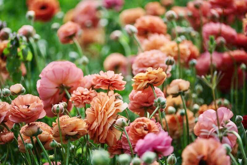 "Flowers give a prolonged delight to all, both in the garden and out of it; and though one can buy cut flowers, one cannot buy the happiness which they give us as they grow." ~A.A.Milne #MondayMotivation #flowers #garden #nature