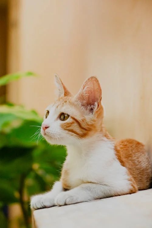 Lovely new week dear friends…🌼🍃☕️🐈🧡🤍🧡

#GoodMorningEveryone 🌼 #CoffeeTime ☕️ #CatsLover 🐈 #MondayVibes ☀️ #HappyNewWeek 💐 #PeaceAndLove 🕊️