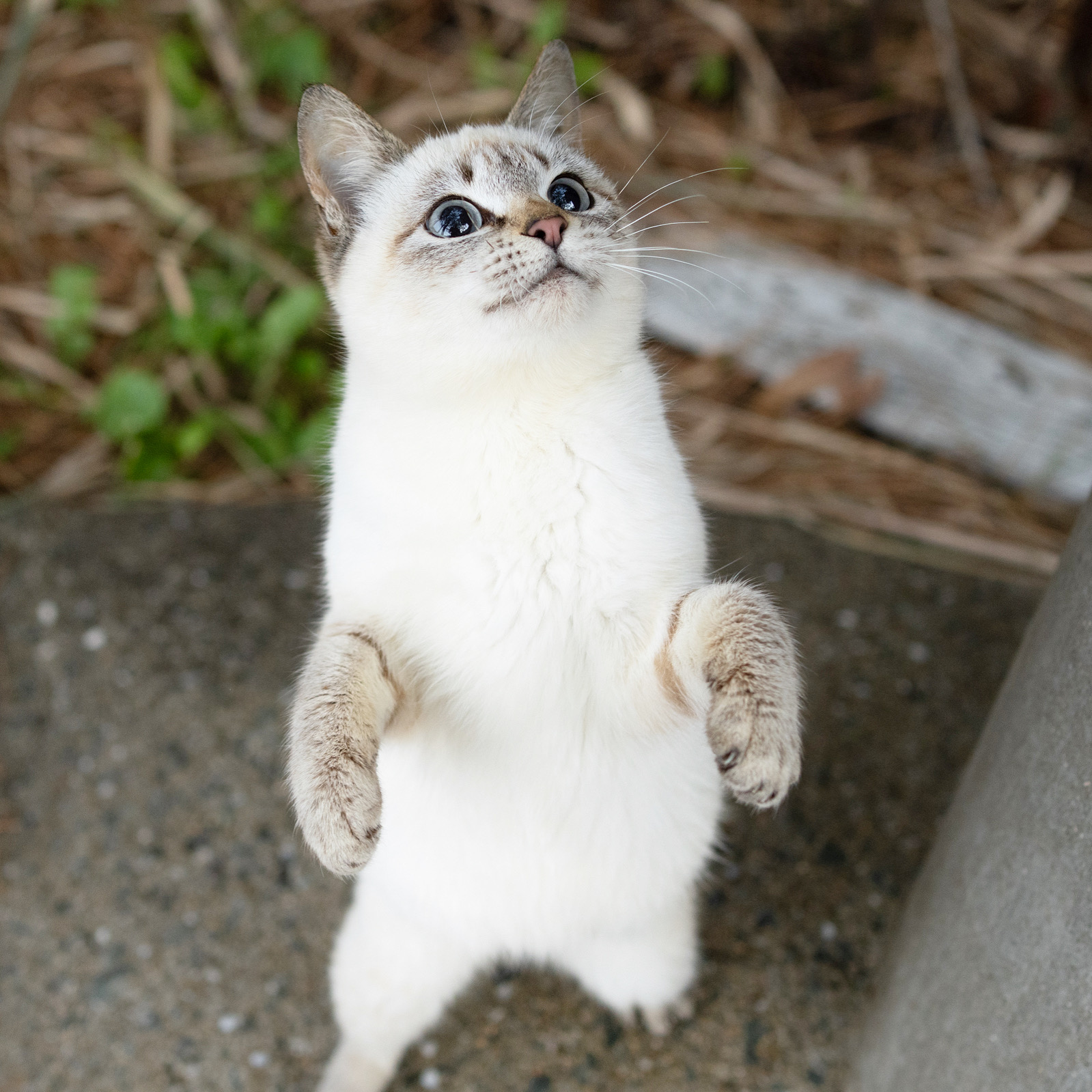 猫 猫は液体 on X: 